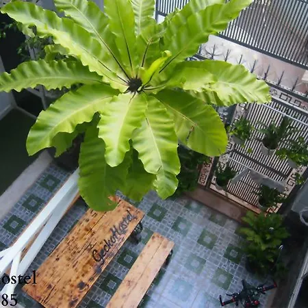 Gecko Hostel (Adults Only)-2